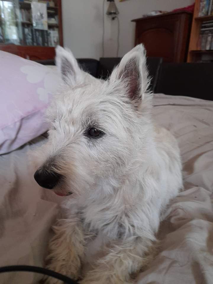 Les West Highland White Terrier de l'affixe De La Forêt D'Orla