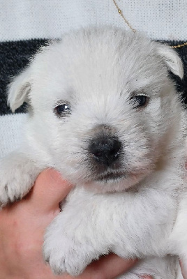 De La Forêt D'Orla - West Highland White Terrier - Portée née le 20/03/2024