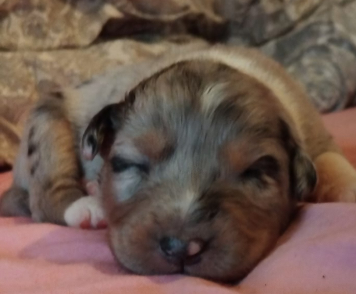 De La Forêt D'Orla - Berger Australien - Portée née le 16/10/2025