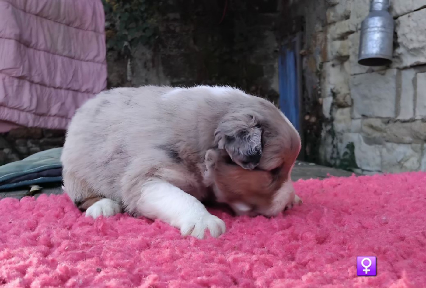 De La Forêt D'Orla - Chiots disponibles - Berger Australien