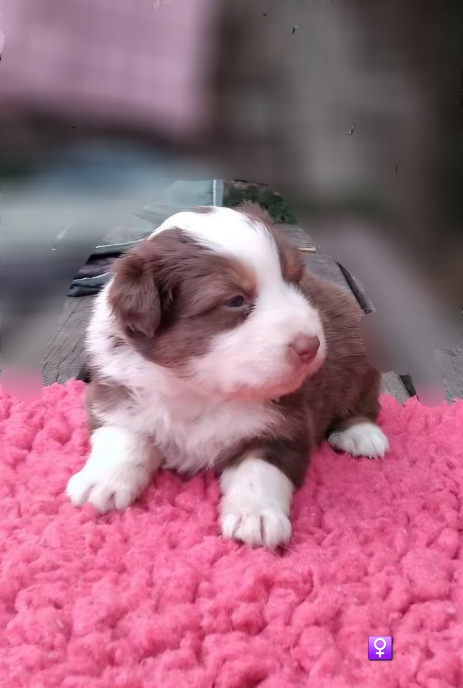 De La Forêt D'Orla - Chiots disponibles - Berger Australien