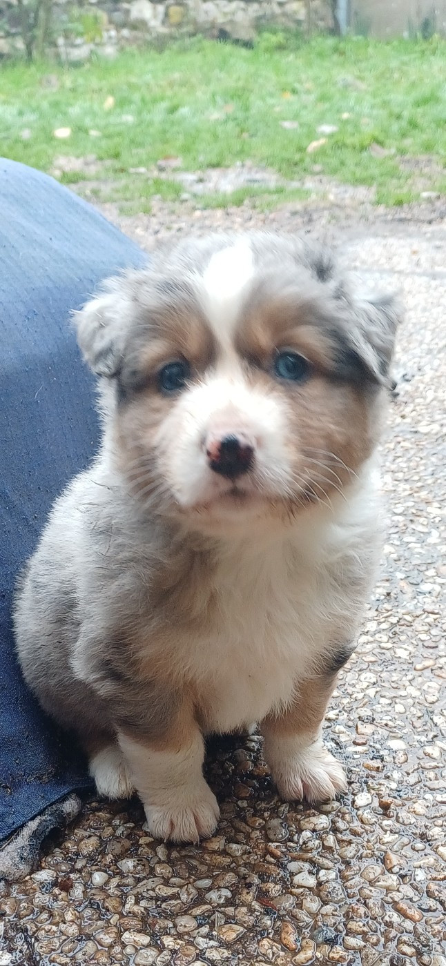 De La Forêt D'Orla - Chiots disponibles - Berger Australien