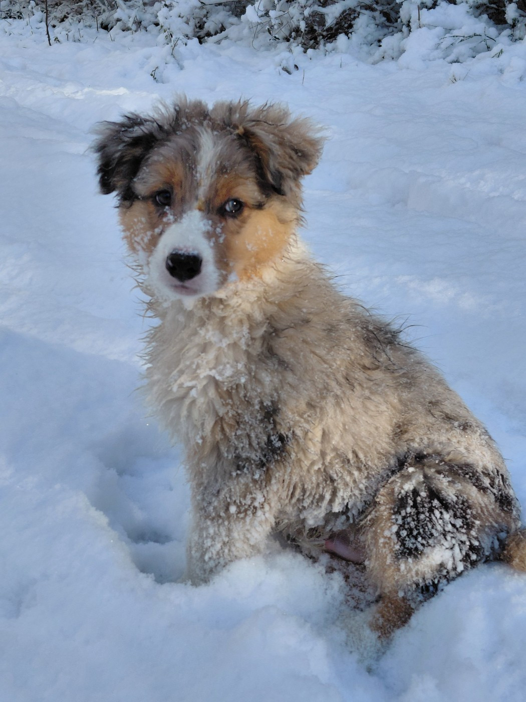 De La Forêt D'Orla - Chiots disponibles - Berger Australien