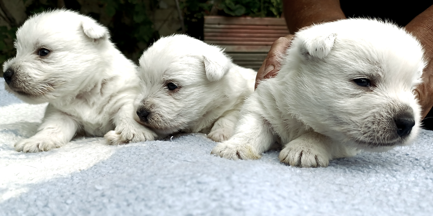 De La Forêt D'Orla - Chiots disponibles - West Highland White Terrier