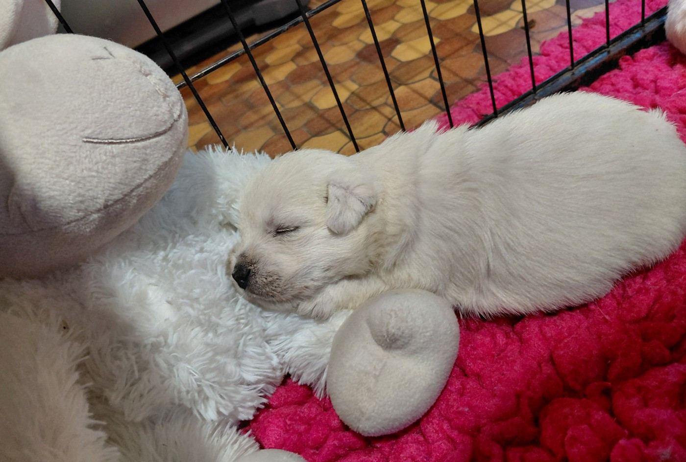 De La Forêt D'Orla - Chiots disponibles - West Highland White Terrier
