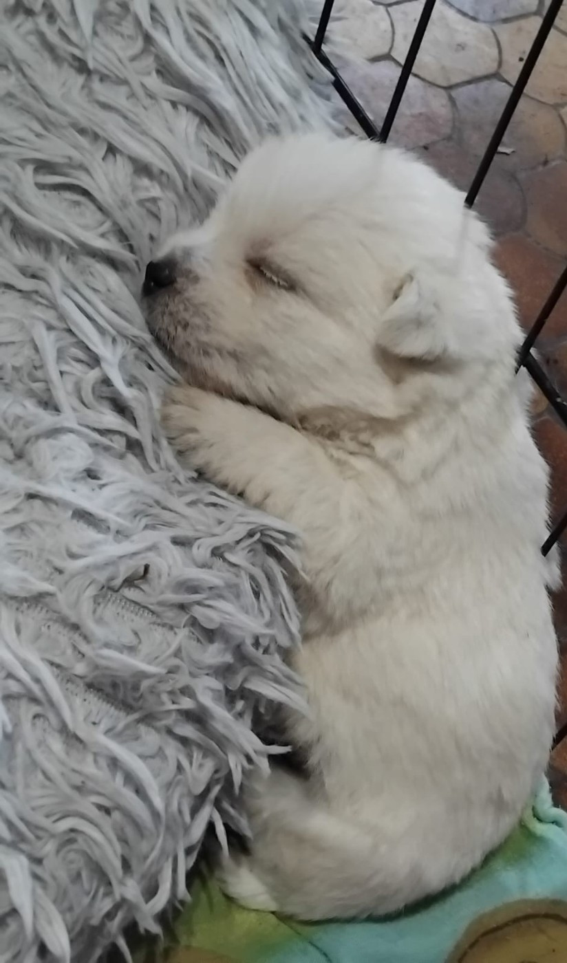 De La Forêt D'Orla - Chiots disponibles - West Highland White Terrier