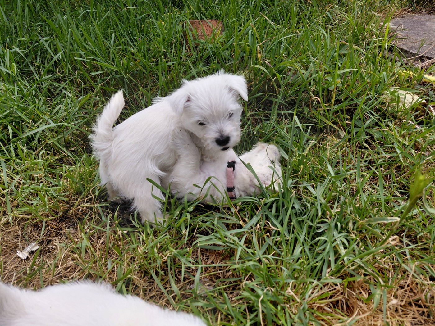 De La Forêt D'Orla - Chiots disponibles - West Highland White Terrier