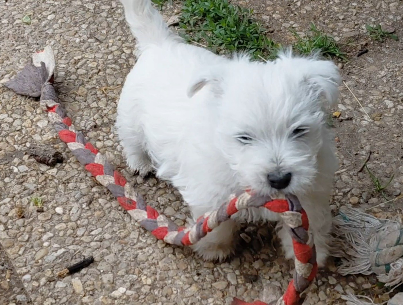 De La Forêt D'Orla - Chiots disponibles - West Highland White Terrier