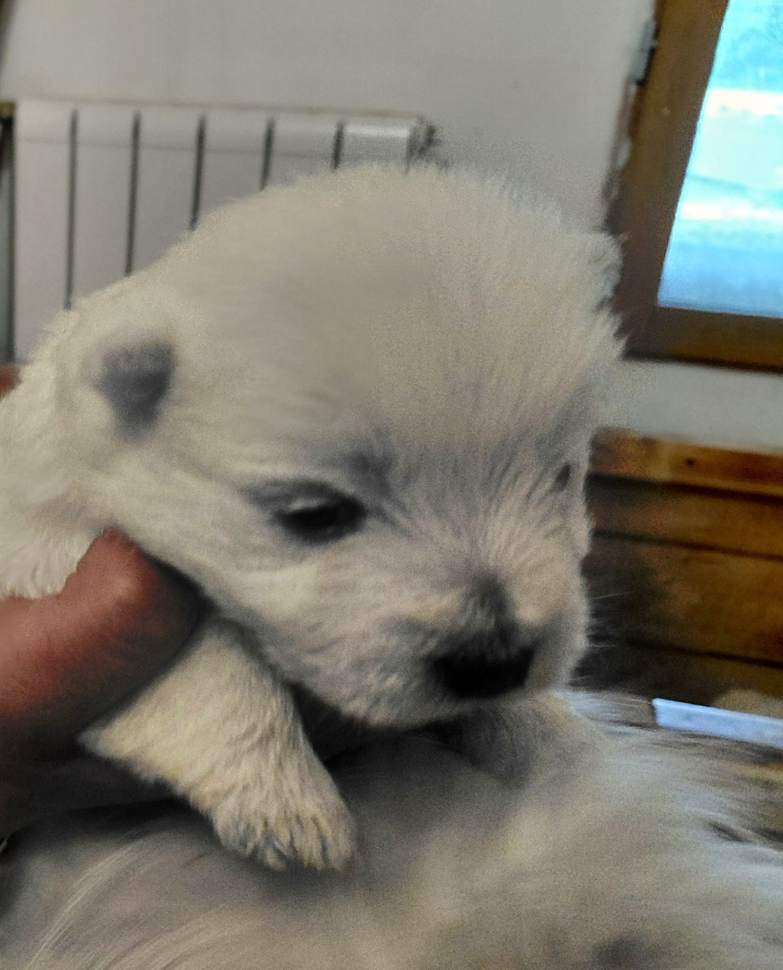 De La Forêt D'Orla - Chiots disponibles - West Highland White Terrier