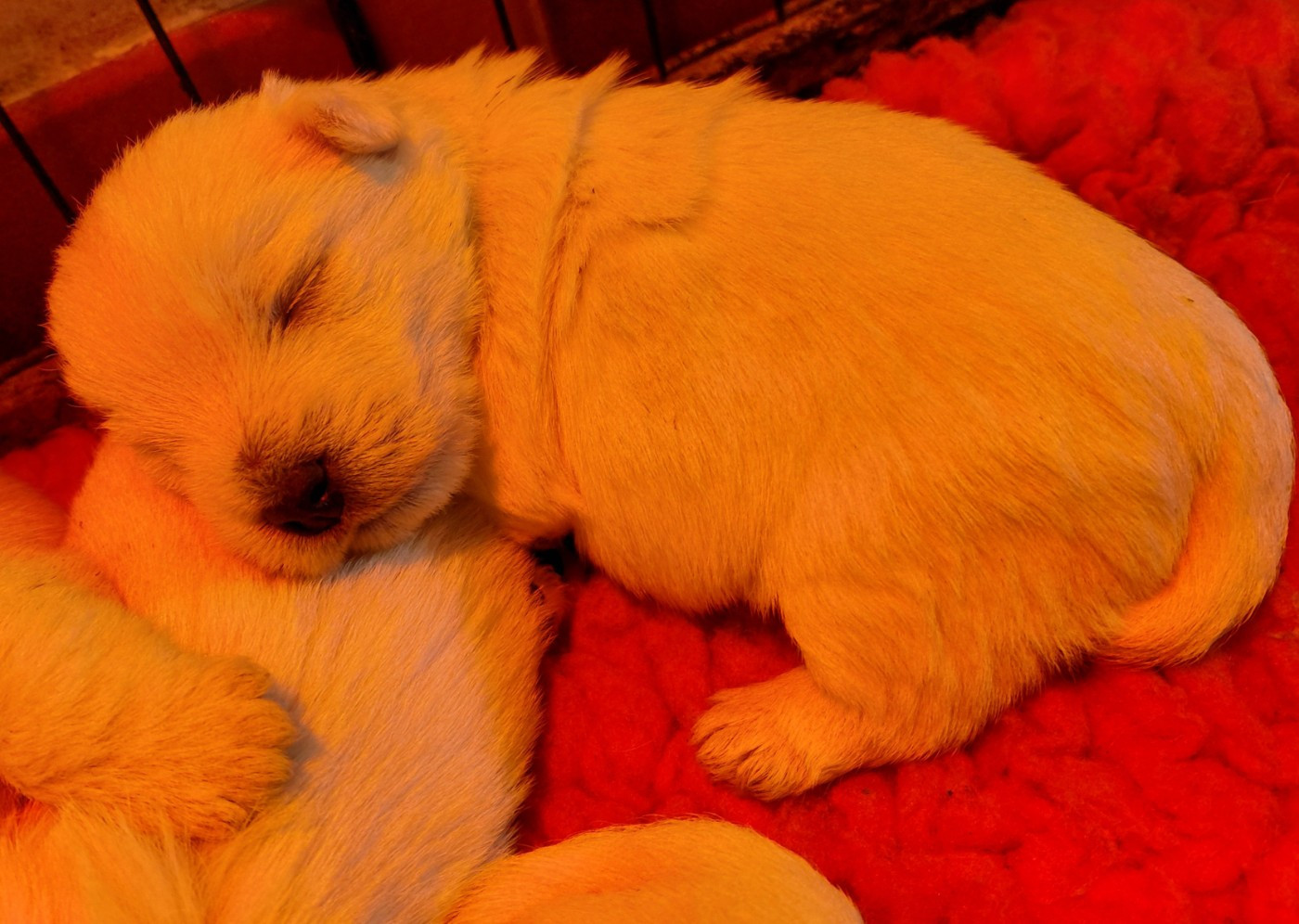 De La Forêt D'Orla - Chiots disponibles - West Highland White Terrier