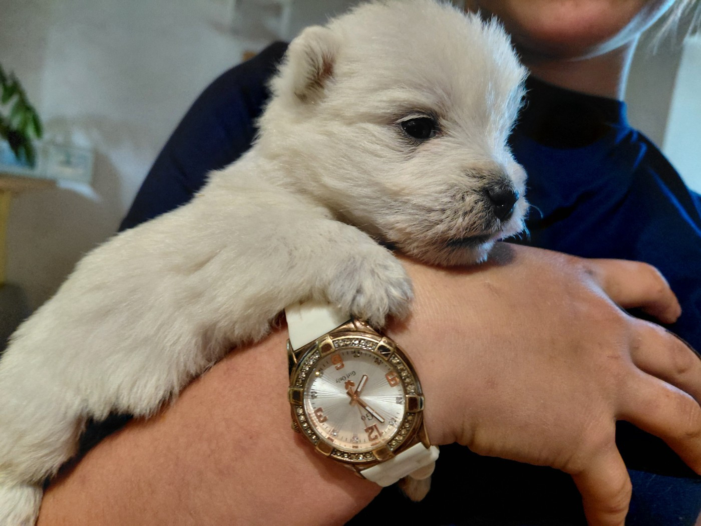 De La Forêt D'Orla - Chiots disponibles - West Highland White Terrier