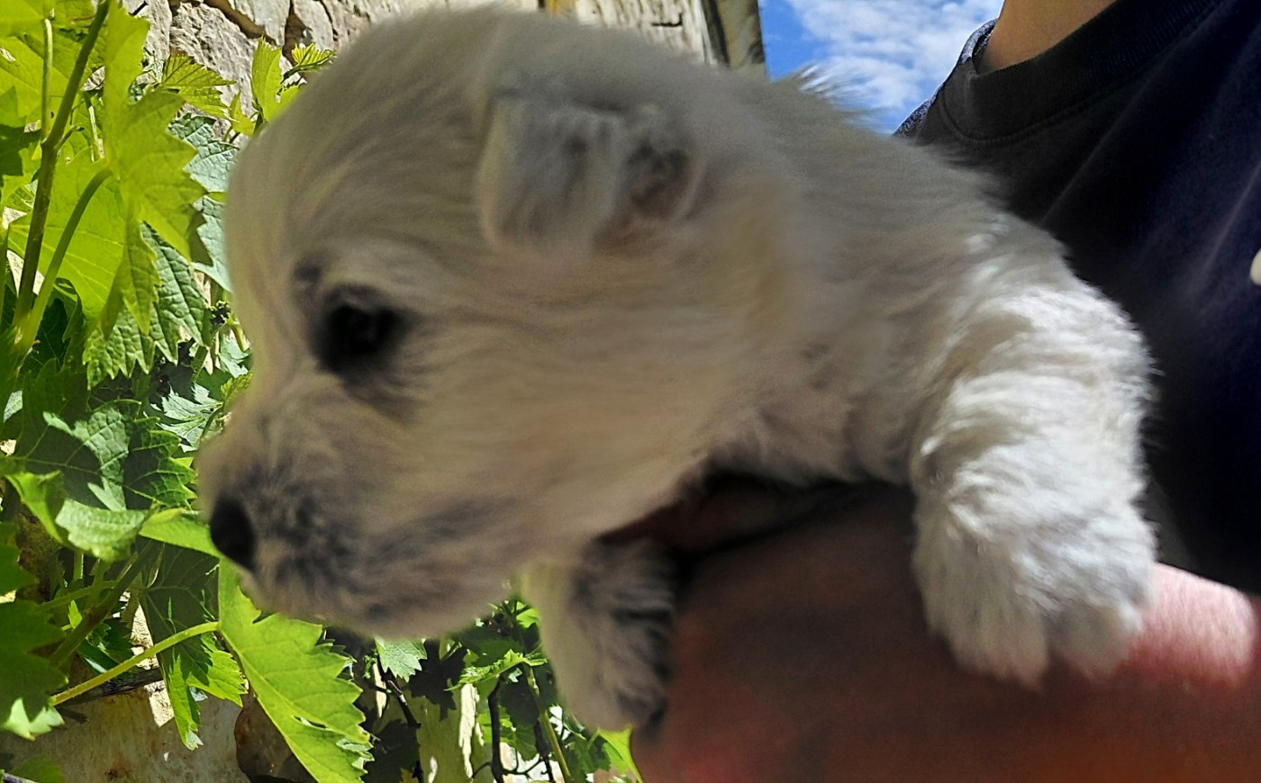 De La Forêt D'Orla - Chiots disponibles - West Highland White Terrier