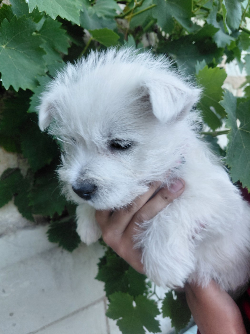 De La Forêt D'Orla - Chiots disponibles - West Highland White Terrier