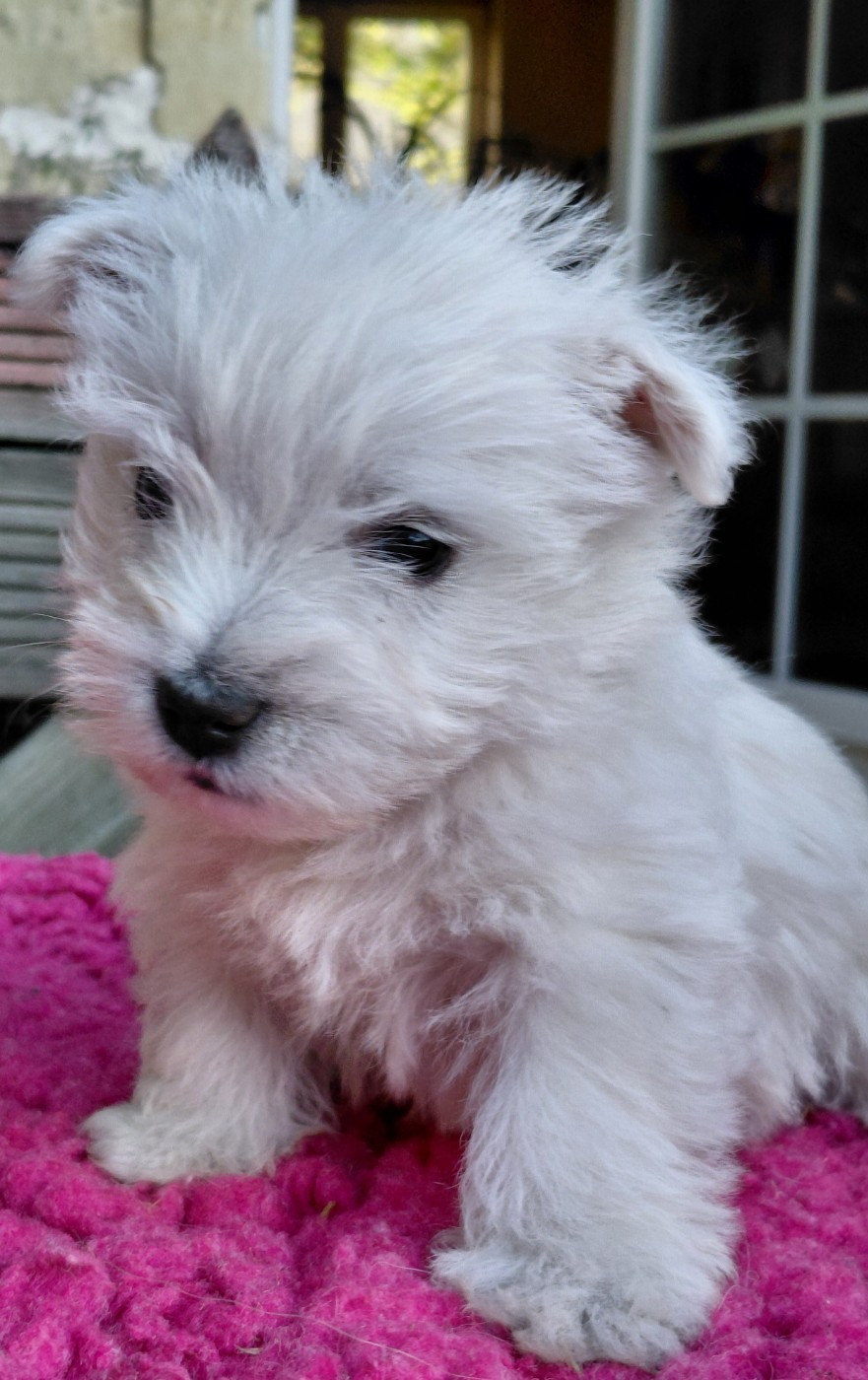 De La Forêt D'Orla - Chiots disponibles - West Highland White Terrier