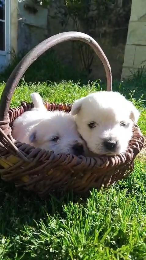 De La Forêt D'Orla - Chiots disponibles - West Highland White Terrier