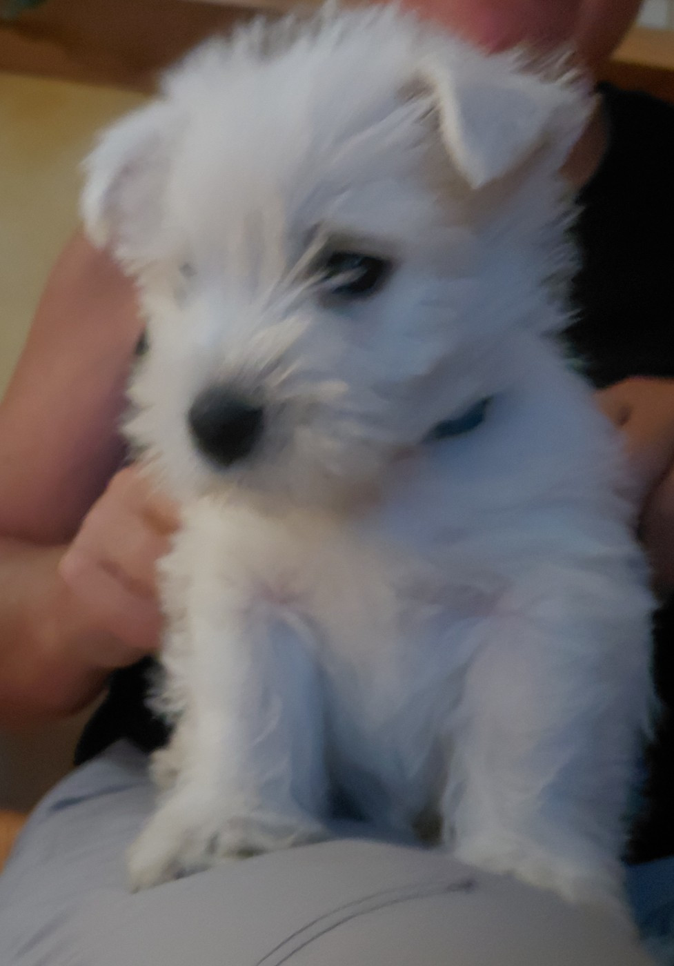 De La Forêt D'Orla - Chiots disponibles - West Highland White Terrier