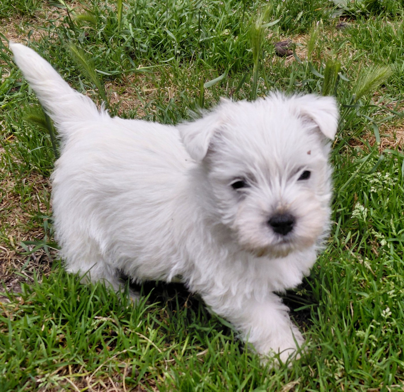 De La Forêt D'Orla - Chiots disponibles - West Highland White Terrier
