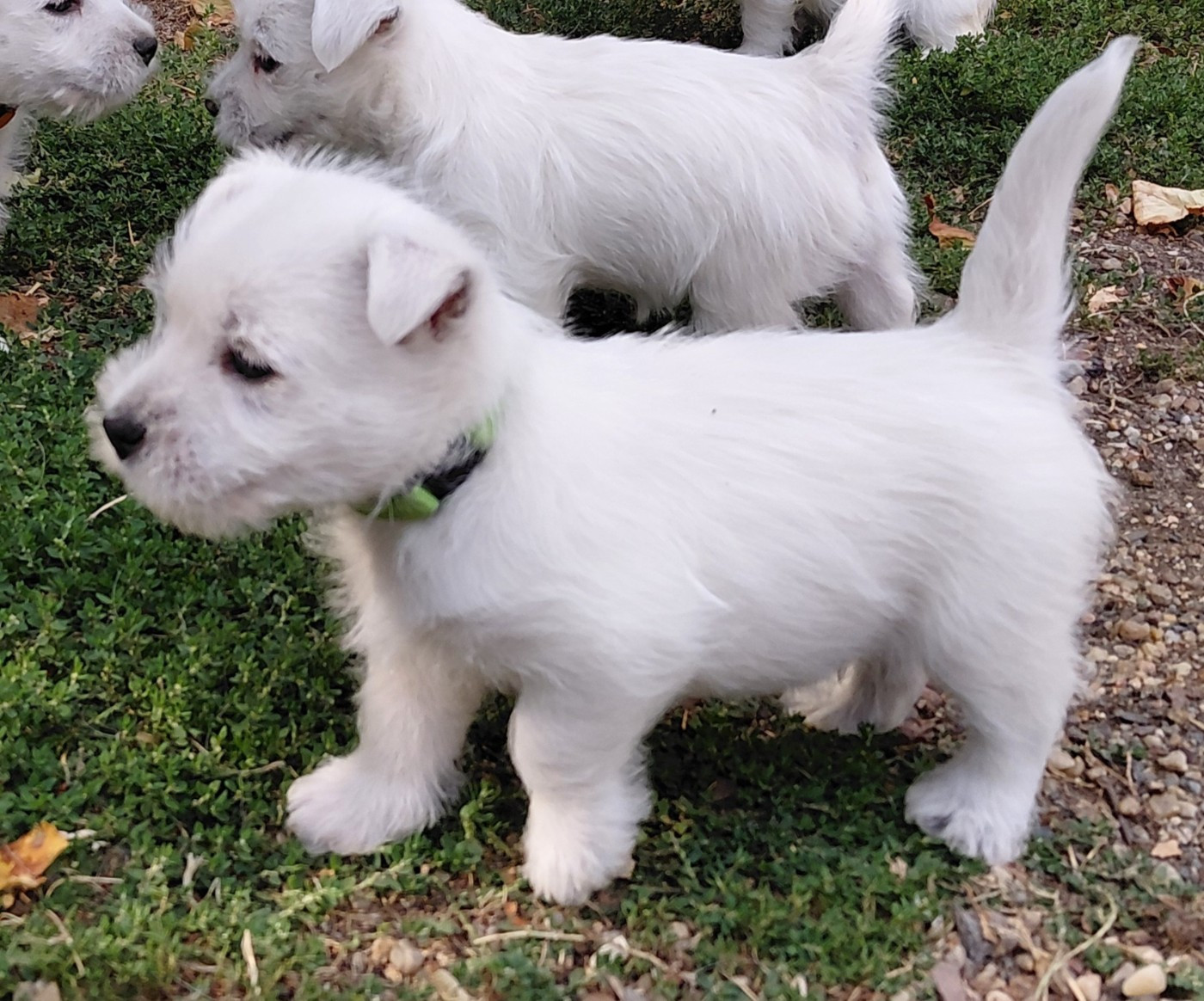 De La Forêt D'Orla - Chiots disponibles - West Highland White Terrier