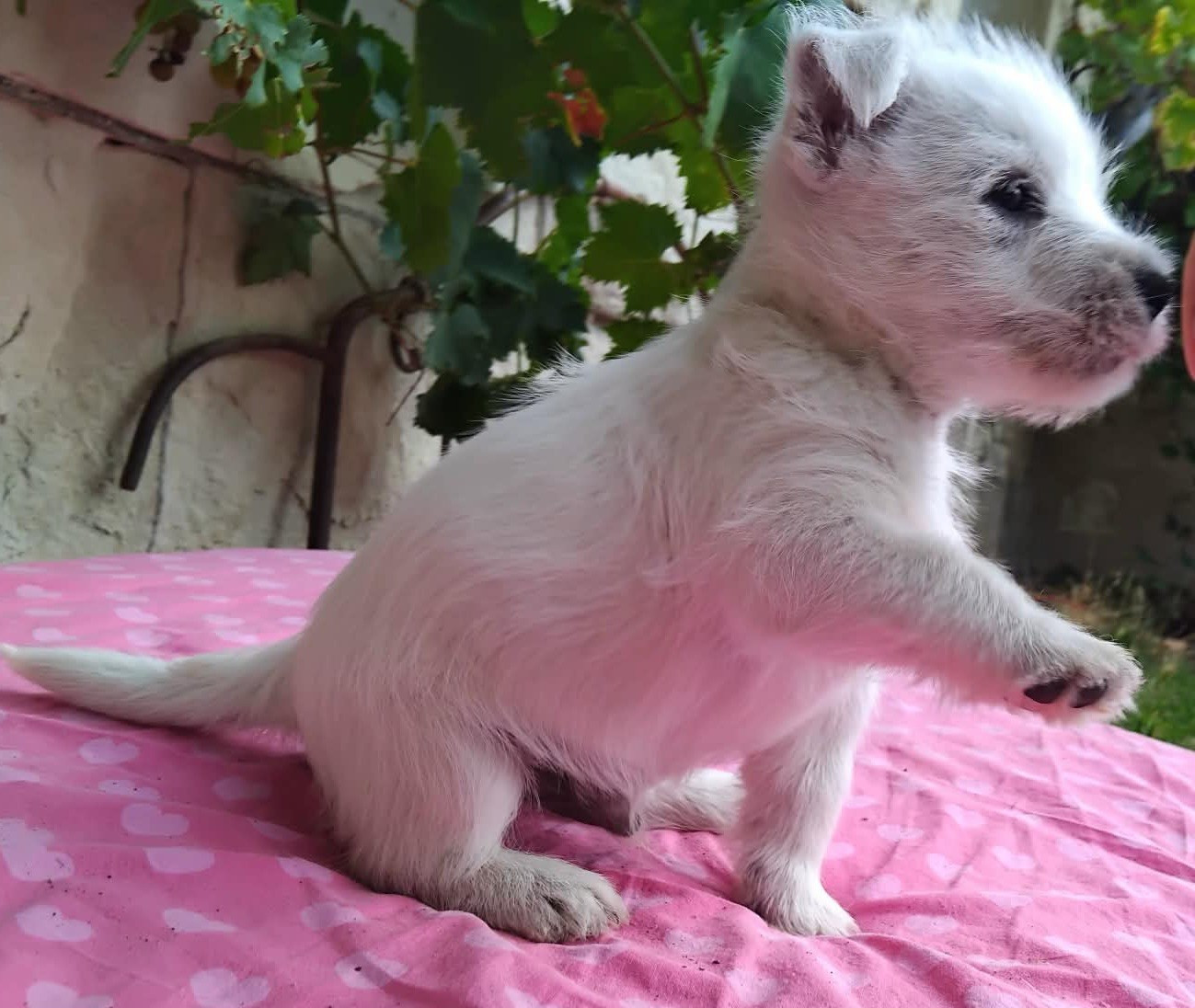De La Forêt D'Orla - Chiots disponibles - West Highland White Terrier