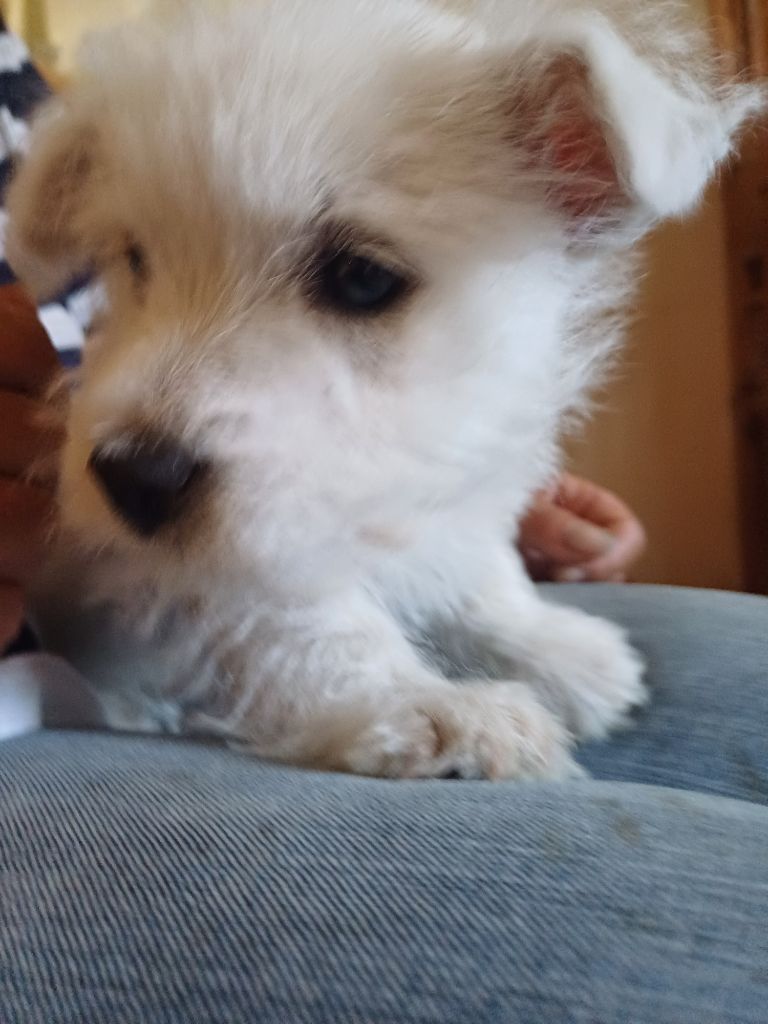 De La Forêt D'Orla - Chiots disponibles - West Highland White Terrier