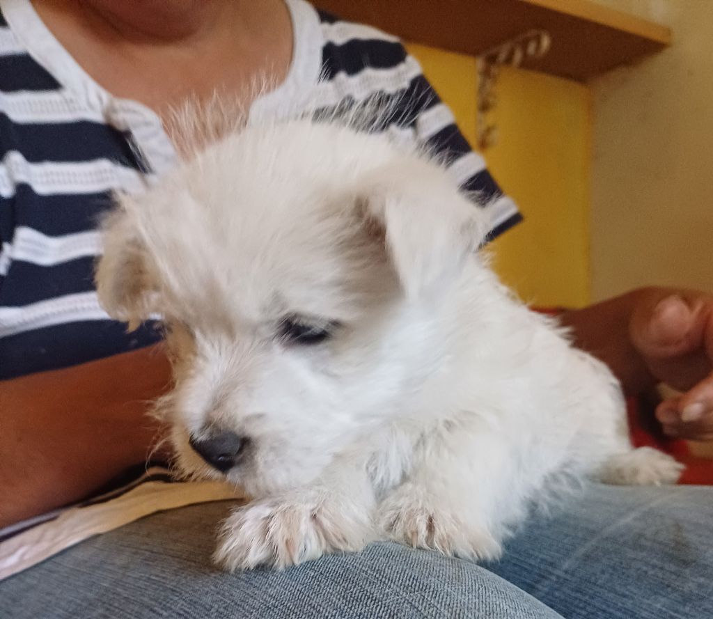 De La Forêt D'Orla - Chiots disponibles - West Highland White Terrier
