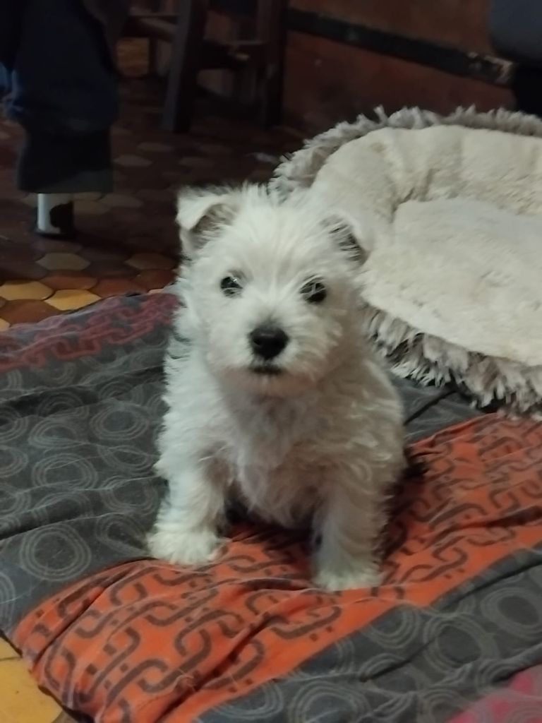 De La Forêt D'Orla - Chiots disponibles - West Highland White Terrier