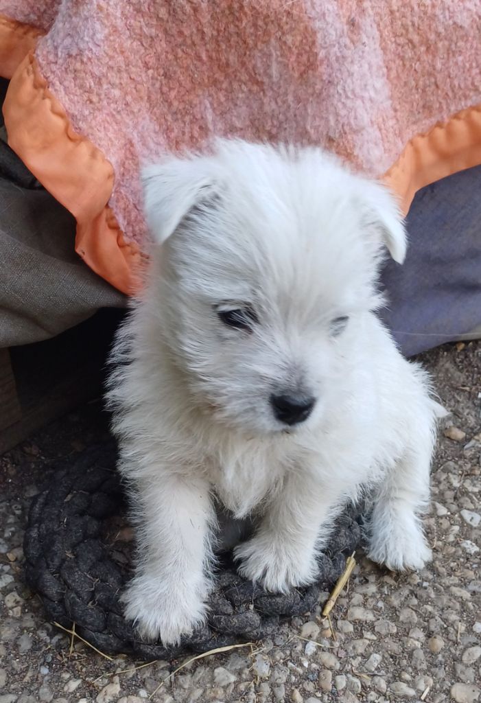 De La Forêt D'Orla - Chiots disponibles - West Highland White Terrier