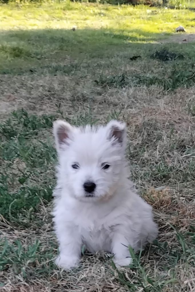 De La Forêt D'Orla - Chiots disponibles - West Highland White Terrier