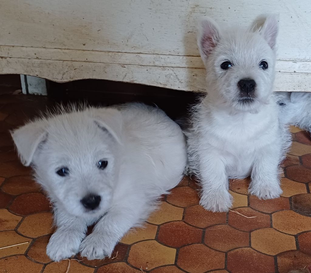 De La Forêt D'Orla - Chiots disponibles - West Highland White Terrier