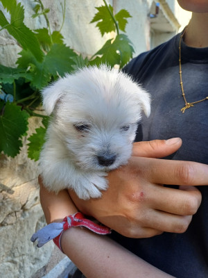 Chiot N°1