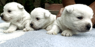 Chiot N°2