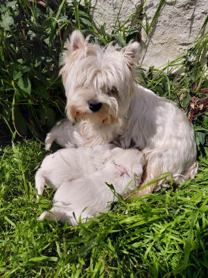 Chiot N°1