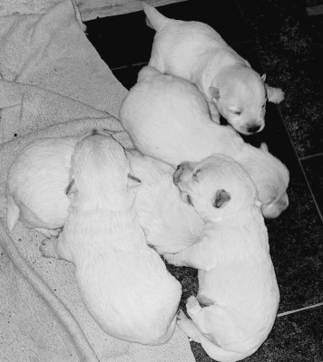 Chiot N°2