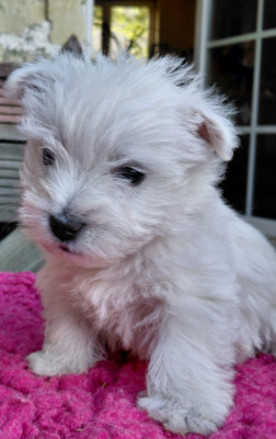 Chiot N°4