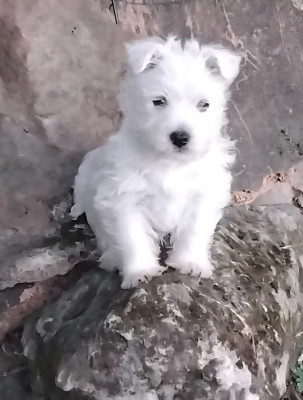 Chiot N°5