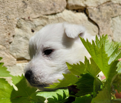 Chiot N°2