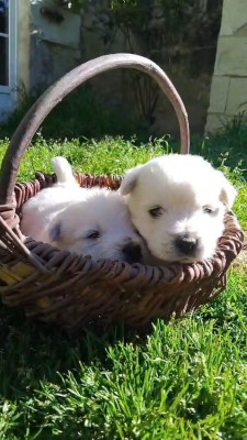 Chiot N°3