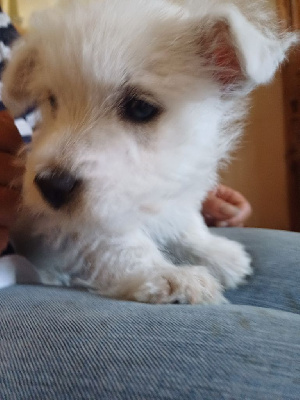CHIOT 2