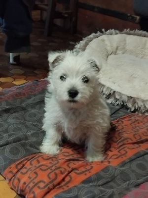 CHIOT 2