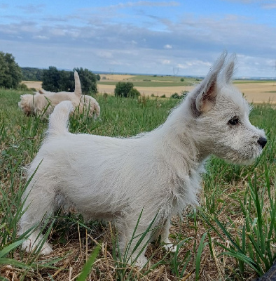 CHIOT 2