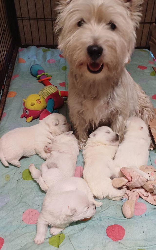 Chiot West Highland White Terrier De La Forêt D'Orla