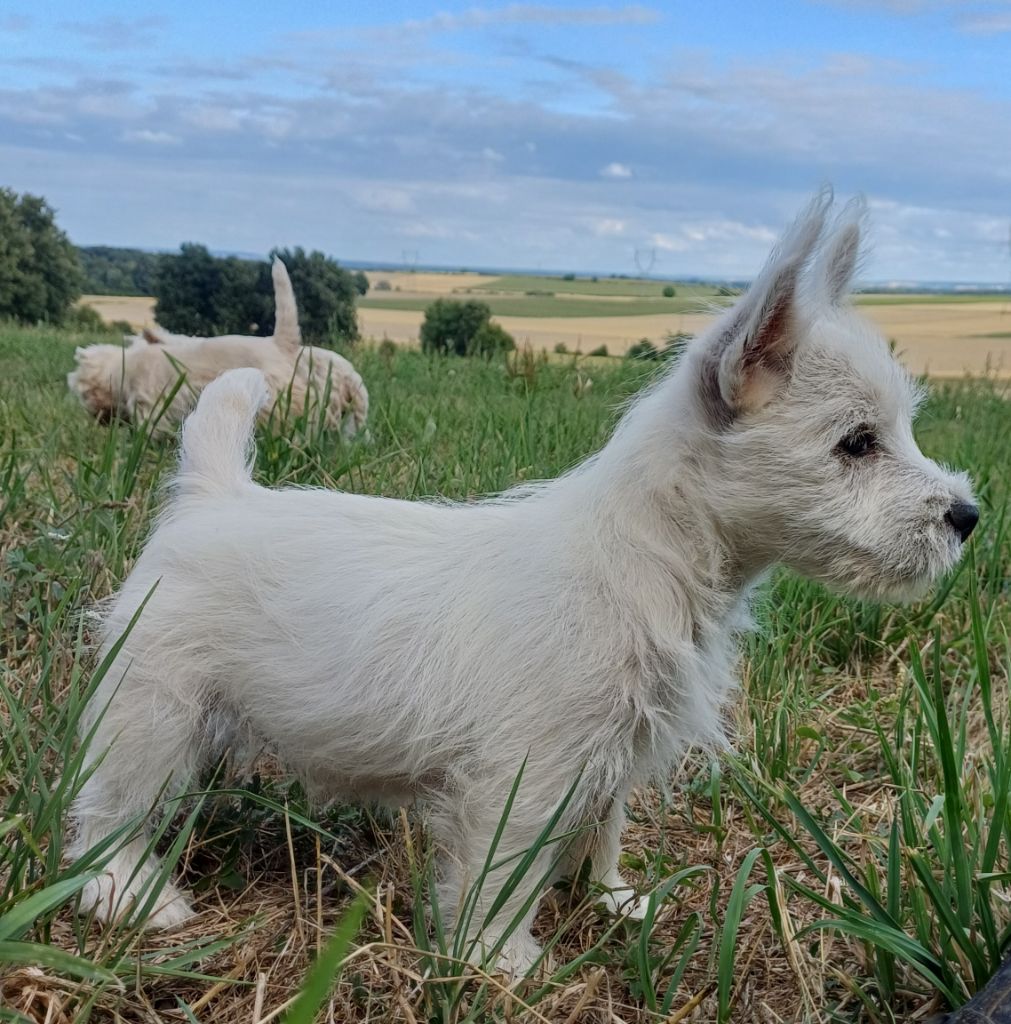 De La Forêt D'Orla - Chiots disponibles - West Highland White Terrier